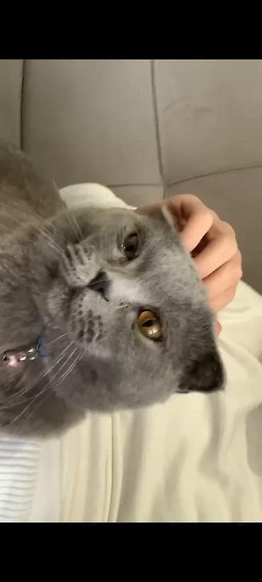 pişik pers: Şotland yastı qulaq — 5