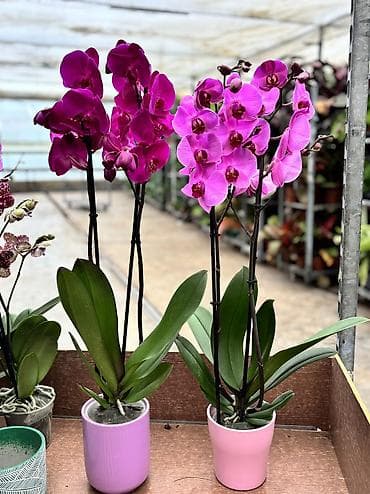 badam baglari: Orxideya sadə dibçəyində 40azn. Hədiyyəlik bağlama əlavə 2azn — 8