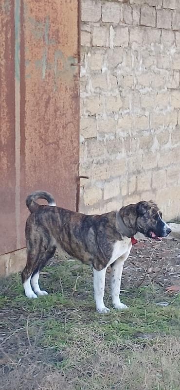 it xaski: Qurdbasar, 2 il, Dişi, Peyvəndli, Ödənişli çatdırılma — 3