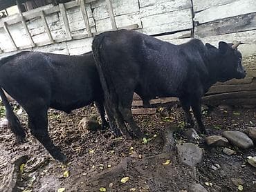 qara mal: Satılır: 5 baş dana .çəkiləri :140-160 kq.1 yas aralıgindadirlar.kom — 1