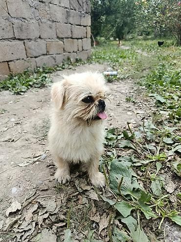 cins heyvanlar: Pekines, 1 il, Erkek, Ünvandan götürmə — 6