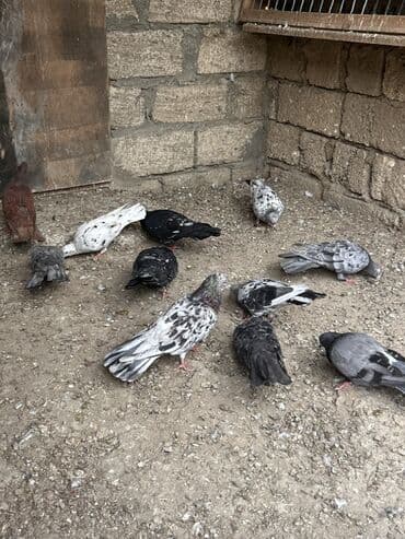 etibarli əllərə verilir: Saglam ve problemsiz heyvanlar tutulma ve tergitme . İcinde cütderde — 3