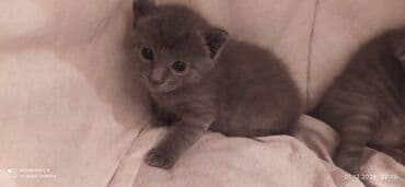 Daraq panellər: Britan, Dişi, Erkək — 7