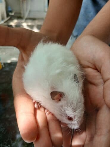 клетки для хомяков в баку: Hamsterlər üçün nəzərdə tutulmuş qəfəs, heyvanların təhlükəsiz və — 4