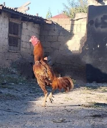 at satilir: Diqqətlə oxu 👉 qiymət razılaşma yoluynan Salam yaxşı qan xətti xoruz — 4