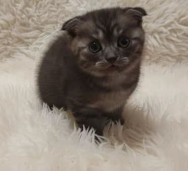 pişik tualet: Şotland yastı qulaq, Dişi, Ünvandan götürmə — 2