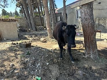 Inəklər, öküzlər: Südlük inək - Rəngi: qara - Buynuzlu, zəncirlə bağlama üçün boynunda — 3