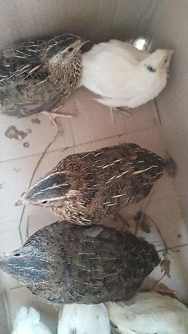 Digər heyvanlar: 1 ayliq bildirçin satıllr — 1