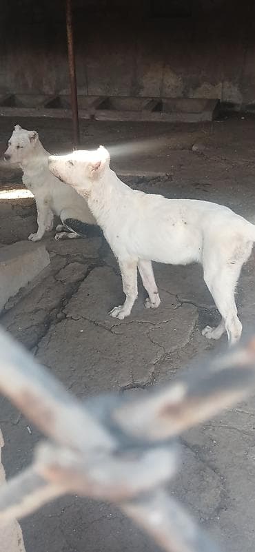 İtlər: Alabay, 4 ay, Erkek, Peyvəndli — 1