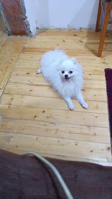 bala haski: Şpitz, 3 il, Erkek, Cütləşmə üçün, Ünvandan götürmə — 2