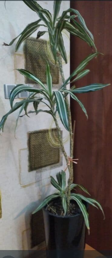 Растения: Drasaena “Warneckei” (zolaqlı drasena) – dekorativ bitki - Hündür — 1