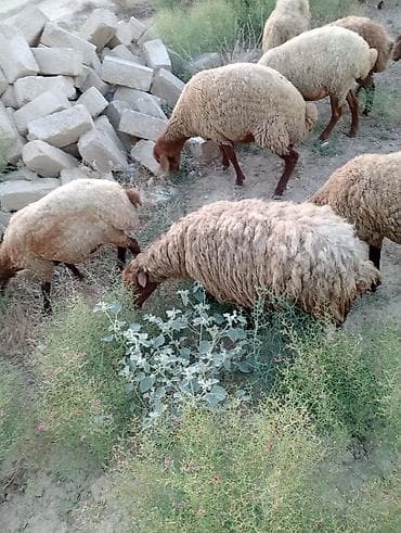 ari satışı azerbaycanda: Salam qisir qoyunlar satilir 220 manatdan unvan saray — 4
