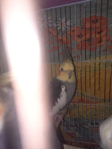 tutu kuşu: Yaxşı qyşlardi mahnı oxuyurlar hazır erkeklerdi cüt halındada vere — 5