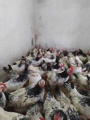 yumurtlayan toyuqlar satilir: Toyuq cücələri, Ətlik — 7