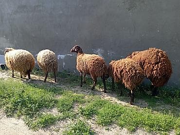 balalı qoyunlar: Dişi, Qala, il: 1, 50 kq, Damazlıq, Ünvandan götürmə — 1