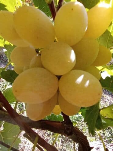 Чай, кофе, напитки: Məhsul: Qırmızı/çəhrayı süfrə üzümü (salxım) - Böyük, sıx salxımlar; — 9