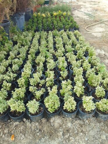 helba bitkisi faydaları: Həmişə yaşıl — 10