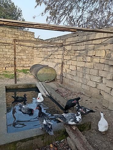 qaz ordək: Muscovy (indoutka) ördəkləri – qarışıq rənglərdə sürü - Növ — 1