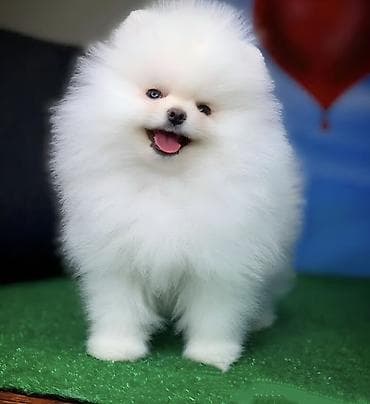 it sekilleri balaca: Şpitz, 2 ay, Ünvandan götürmə — 1