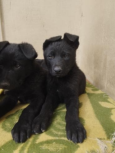 heyvan şekilleri: Qara rəngli balaca it – enerjili və mehriban - Cins: qeyri-mixed — 9