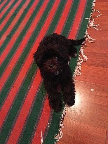 heyvan satilir: 3 ay, Peyvəndli, Ödənişli çatdırılma — 2