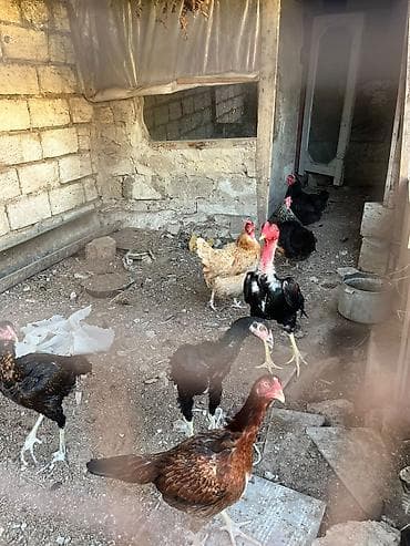 4 herati 3 toyuq satilir unvan mastaga .herati 25 manata toyuqlar 10 at lalafo.az 4 herati 3 toyuq satilir unvan mastaga .herati 25 manata toyuqlar 10