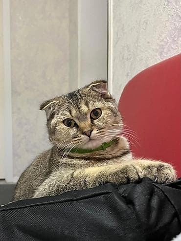 balaca pisik sekilleri: Şinşilla, Erkək, Yaxşı əllərə, Ödənişli çatdırılma — 7