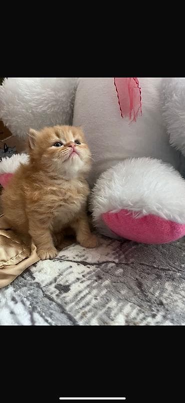 maykonq pişik: Britan — 4