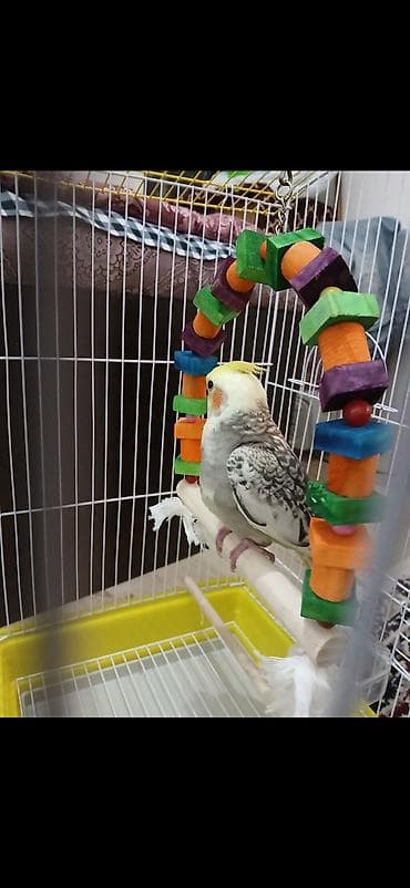 bakida it satisi: Karella erkək Tam ruçnoy əl quşudur. Xüsusiyyətlər: - Qəfəs: ağ metal — 2