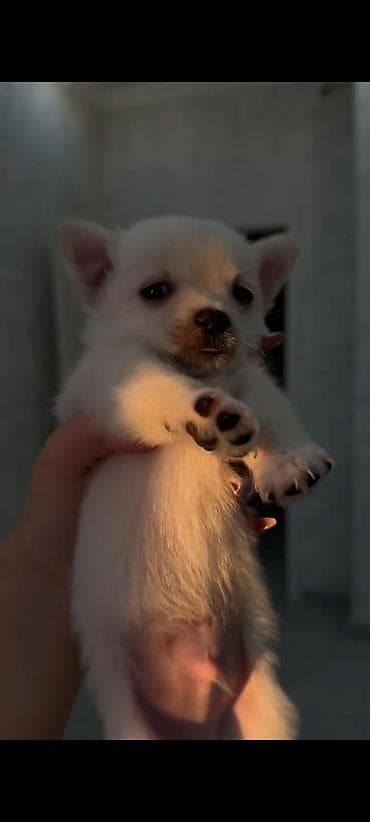 it xaski: Çixuahua, 1 ay, Erkek — 1