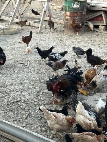 cücə və xoruz: Toyuq, Australorp, Brama, Damazlıq, Ünvandan götürmə — 32
