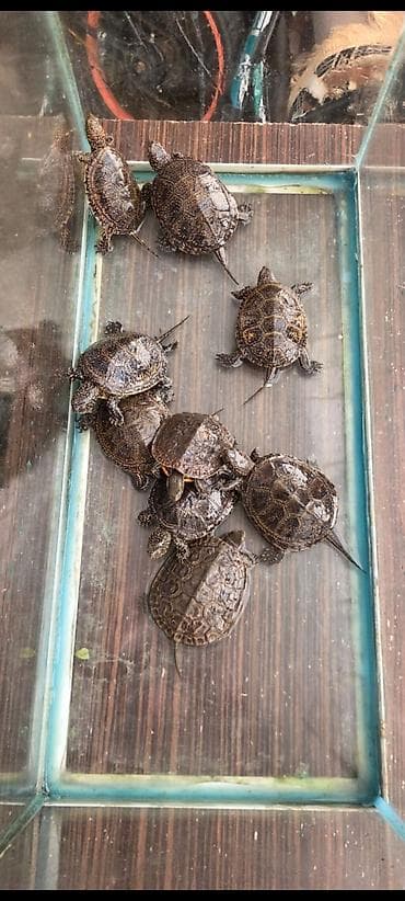 sahiblənmə: Su tısbağası balaları – ehtiraslı akvarium həvəskarları üçün — 2