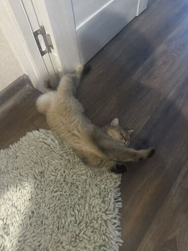 кошка в добрые руки: Золотая шиншилла, Самка — 2