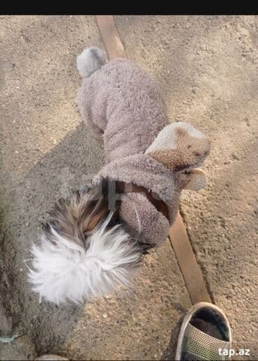 tüklü itlər: Malta bolonka, 1 il, Erkek, Peyvəndli, Ödənişli çatdırılma — 3