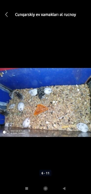 xamyak adlari: Xamyaklar cunqariklar ən mehriban aqresiyası olmayan insana uyuşan — 3