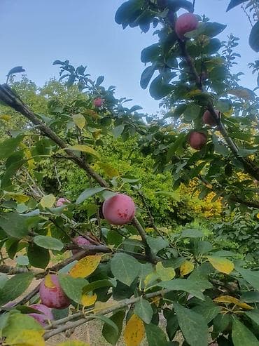 ev gülleri ve adlari: Gavalı ağacları – müxtəlif növlər - Məhsul: bağdan yığılmış gavalı (3 — 1