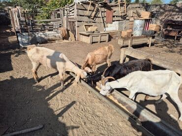 cins ineklerin satisi 2018: 4 u birlikde 800 m
tek tek qiymet ferqlidir

- — 3