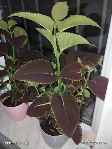 xolikan bitkisi: Kolyoz (Coleus) dekorativ yarpaqlı otaq bitkisi – qablarda şitillər və — 5