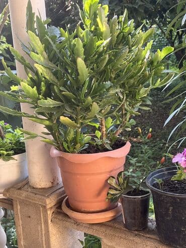 yumru xalça: Xalça — 13