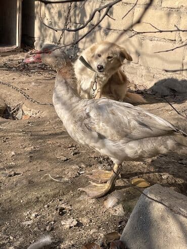 İtlər: Mirvari rəng lal ördək 5aylıqdı tam sağlam erkəydi Gəncədədi — 2