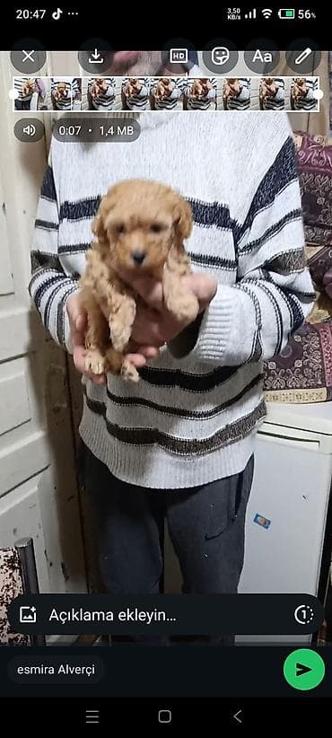 той пудель цена в баку: Пудель, С прививками — 1