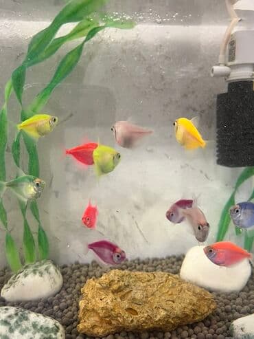Akvariumlar: Tetra balığı, Sülhsevər, Ödənişli çatdırılma — 2