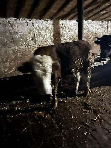 Atlar: Mal-qara satışı – erkək və dişi danalar Təsvir: - Təsərrüfatdan — 2