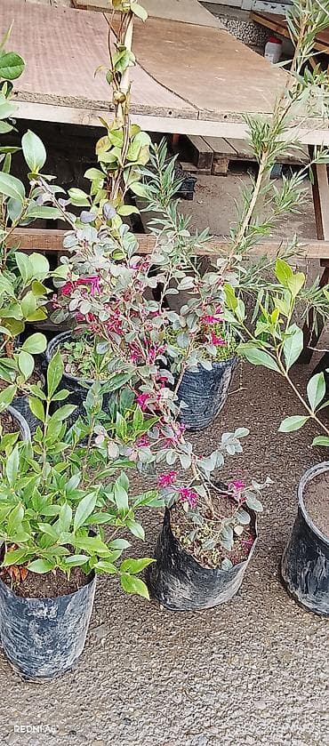 gül və çiçək adları: Bütün Bölgələrə çatdırılma var ətraflı whatsapp la əlaqə saxlayın Bağ — 6