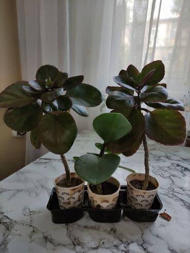 где купить алоэ вера: Aloe vera bitkiləri müxtəlif ölçülərdə və formalarda mövcuddur. Bu — 5