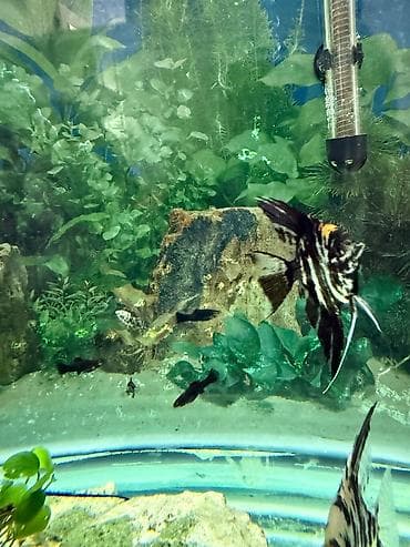 aqvarium: Malinezi orta olcu 1 manat danyo tul quyruq irili xirdali 1 manat — 4