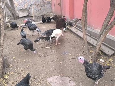 Erkək, Kanada, Amerika, Ətlik, Ünvandan götürmə, Ödənişli çatdırılma