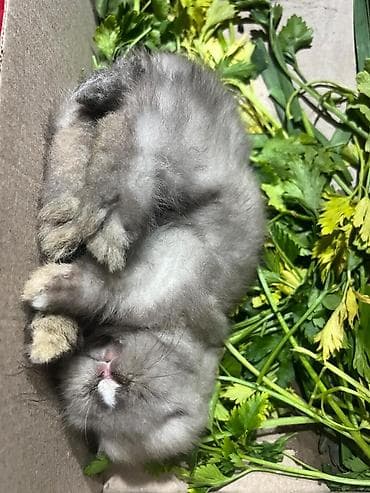 pitbul balaları: 🐰Dekorativ Lionhead bala dovsanlar 1 ayliq saglam, aktiv ve cox sirin — 4