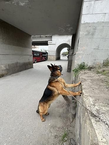 i̇tlər doberman: Alman çoban iti, 2 il, Erkek, Peyvəndli, Ünvandan götürmə — 3