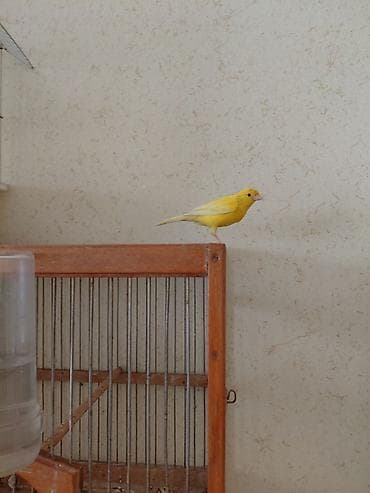 qus satisi: Bülbül may 1yaş var — 3